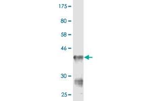 Western Blot detection against Immunogen (36. (CMAS antibody  (AA 164-263))