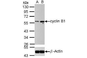 WB Image Western blot analysis of cyclin B1 (, upper panel) and beta-actin , lower panel) Sample (30 ug of whole cell lysate) A: U2OS B: U2OS treated 100ng/ml Nocodazole 16hr 10% SDS PAGE antibody diluted at 1:500 (Cyclin B1 antibody)