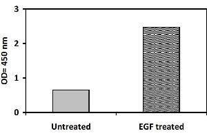 Image no. 2 for Receptor Tyrosine-Protein Kinase ErbB-3 (ERBB3) ELISA Kit (ABIN1981720) (ERBB3 ELISA Kit)