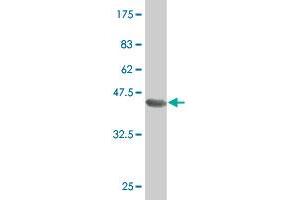 SOX30 antibody  (AA 644-753)