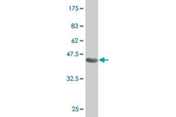 SOX30 antibody  (AA 644-753)