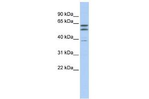WB Suggested Anti-TUBB2A Antibody Titration:  0. (TUBB2A antibody  (N-Term))