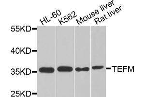 Western blot analysis of extracts of various cell lines, using TEFM antibody. (TEFM antibody)