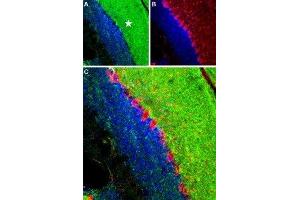 Expression of RyR1 in mouse cerebellum - Immunohistochemical staining of mouse cerebellum frozen sections using Anti-Ryanodine Receptor 1 Antibody (ABIN7043604, ABIN7045211 and ABIN7045212), (1:100), (green). (RYR1 antibody  (Intracellular, N-Term))