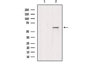 Western blot analysis of extracts from Mouse spleen, using RABEP2 Antibody. (RABEP2 antibody  (Internal Region))