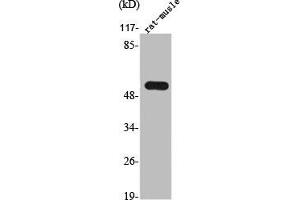 Western Blot analysis of RAT-MUSCLE cells using TrxR2 Polyclonal Antibody (TXNRD2 antibody  (C-Term))