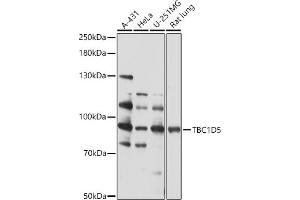 Western blot analysis of extracts of various cell lines, using TBC1D5 antibody (ABIN7270750) at 1:1000 dilution. (TBC1D5 antibody  (AA 446-795))