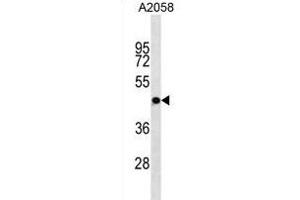 OR4S1 Antibody (C-term) (ABIN1881602 and ABIN2838742) western blot analysis in  cell line lysates (35 μg/lane).