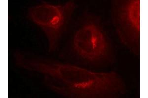 Immunofluorescence (IF) image for anti-Glycogen Synthase Kinase 3 alpha (GSK3a) (pSer21) antibody (ABIN7138479)