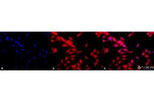 Immunocytochemistry/Immunofluorescence analysis using Rat Anti-HSF1 Monoclonal Antibody, Clone 10H8 . (HSF1 antibody  (AA 378-395) (APC))