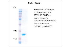 SDS-PAGE (SDS) image for Interleukin 1, beta (IL1B) (Active) protein (ABIN5509333) (IL-1 beta Protein)