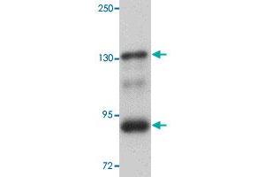 Western blot analysis of mouse kidney tissue with SEC16B polyclonal antibody  at 1 ug/mL dilution.