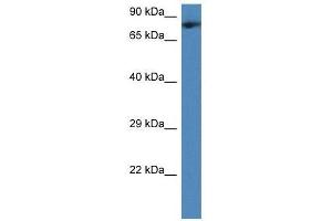 Western Blot showing Tmco3 antibody used at a concentration of 1. (TMCO3 antibody  (Middle Region))