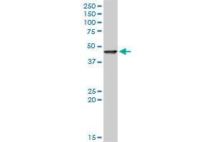 FEN1 MaxPab rabbit polyclonal antibody. (FEN1 antibody  (AA 1-380))