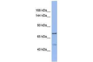 Western Blotting (WB) image for anti-KAT8 Regulatory NSL Complex Subunit 1-Like (KANSL1L) (C-Term) antibody (ABIN2490488) (KANSL1L antibody  (C-Term))