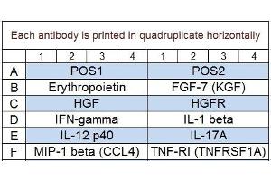 Image no. 1 for Canine Cytokine Array Q2 (ABIN4956018)