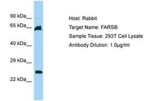 Image no. 1 for anti-Phenylalanyl-tRNA Synthetase, beta Subunit (FARSB) (AA 22-71) antibody (ABIN6750197)