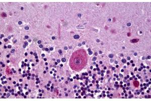 Anti-GLRA3 antibody IHC staining of human brain, cerebellum, purine. (GLRA3 antibody  (C-Term))