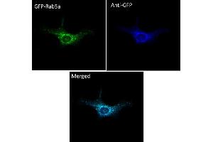 Immunofluorescence (IF) image for anti-Green Fluorescent Protein (GFP) antibody (DyLight 405) (ABIN7273059) (GFP antibody  (DyLight 405))