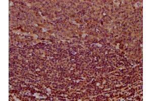 IHC image of ABIN7155184 diluted at 1:400 and staining in paraffin-embedded human tonsil tissue performed on a Leica BondTM system. (MS4A2 antibody  (AA 1-59))