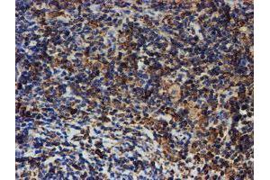 Image no. 11 for anti-Protein Disulfide Isomerase Family A, Member 4 (PDIA4) antibody (ABIN1500110) (PDIA4 antibody)