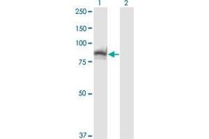 Western Blotting (WB) image for anti-Slingshot Homolog 3 (SSH3) (AA 293-392) antibody (ABIN599261) (SSH3 antibody  (AA 293-392))