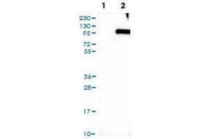 Western Blot (Cell lysate) analysis of (1) Negative control (vector only transfected HEK293T lysate), and (2) Over-expression lysate (Co-expressed with a C-terminal myc-DDK tag (~3. (SYT16 antibody)