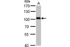 WB Image VCP antibody detects VCP protein by Western blot analysis. (VCP antibody  (N-Term))