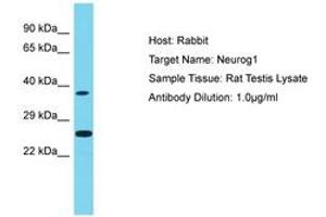 Image no. 1 for anti-Neurogenin 1 (NEUROG1) (AA 51-100) antibody (ABIN6750261) (Neurogenin 1 antibody  (AA 51-100))