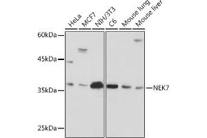 Western blot analysis of extracts of various cell lines, using NEK7 Rabbit mAb (ABIN7268843) at 1:1000 dilution. (NEK7 antibody)