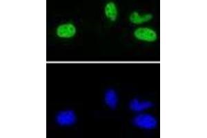 Rad21 antibody (rAb) tested by Immunofluorescence. (Recombinant RAD21 antibody  (N-Term))