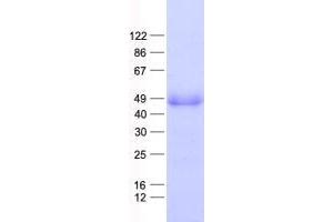 Validation with Western Blot