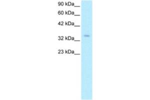 Western Blotting (WB) image for anti-Zinc Finger Protein 391 (ZNF391) antibody (ABIN2460340) (ZNF391 antibody)