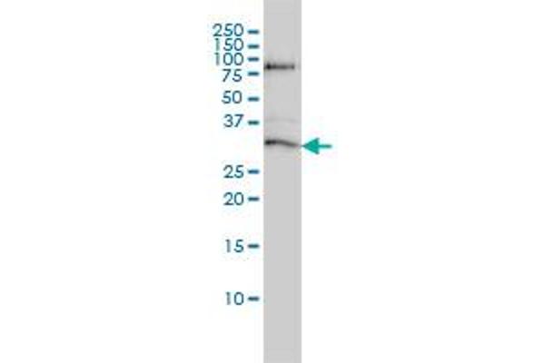 STK16 antibody  (AA 1-305)
