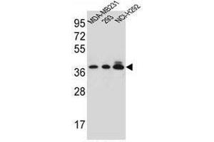 TAS2R1 Antibody (C-term) western blot analysis in MDA-MB231,293,NCI-H292 cell line lysates (35µg/lane). (TAS2R1 antibody  (C-Term))