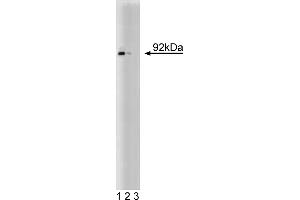 Western Blotting (WB) image for anti-Signal Transducer and Activator of Transcription 5A (STAT5A) (AA 451-649) antibody (ABIN967811) (STAT5A antibody  (AA 451-649))