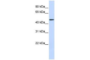 WB Suggested Anti-WDR21A Antibody Titration: 0.