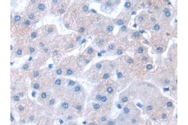 GNB1L antibody  (AA 69-247)