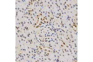 Immunohistochemistry of paraffin-embedded rat kidney using TriMethyl-Histone H3-K79 antibody. (Histone 3 antibody  (H3K79me3))