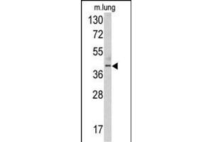 Western blot analysis of TDG antibody (N-term) (ABIN390559 and ABIN2840890) in mouse lung tissue lysates (35 μg/lane). (TDG antibody  (N-Term))
