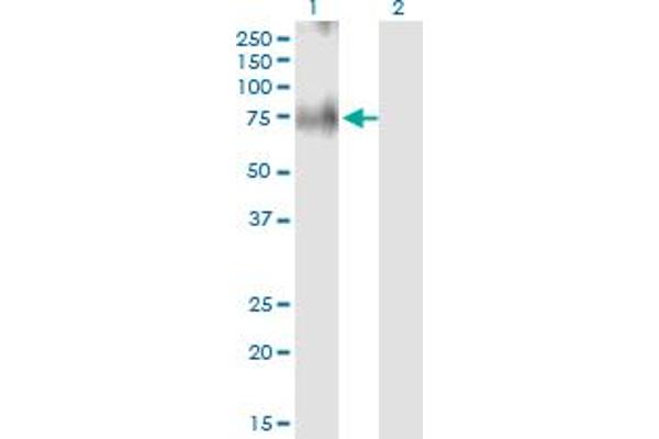 SLC30A5 antibody  (AA 1-118)