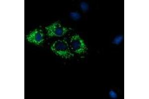 Immunofluorescence (IF) image for anti-Cytochrome C Oxidase Subunit VIa Polypeptide 1 (COX6A1) antibody (ABIN1497581) (COX6A1 antibody)