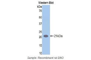 Western Blotting (WB) image for anti-Amiloride Binding Protein 1 (Amine Oxidase (Copper-Containing)) (ABP1) (AA 176-328) antibody (ABIN1173375) (DAO antibody  (AA 176-328))