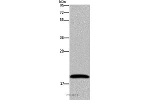 Western blot analysis of 293T cell, using NDUFA8 Polyclonal Antibody at dilution of 1:300