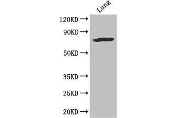SLC28A3 antibody  (AA 1-102)