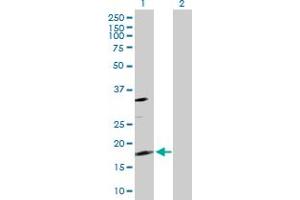 Western Blot analysis of TSC22D1 expression in transfected 293T cell line by TSC22D1 MaxPab polyclonal antibody.