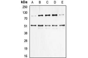 Western blot analysis of NF-kappaB p105/p50 (pS337) expression in HeLa (A), HEK293T TNF-treated (B), NIH3T3 (C), Raw264. (NFKB1 antibody  (pSer337))