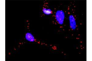 Proximity Ligation Analysis of protein-protein interactions between BAD and RAF1. (BAD antibody  (AA 1-168))