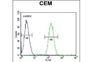 WAS Antibody (Center) (ABIN653830 and ABIN2843097) flow cytometric analysis of CEM cells (right histogram) compared to a negative control cell (left histogram). (WASP antibody  (AA 116-144))