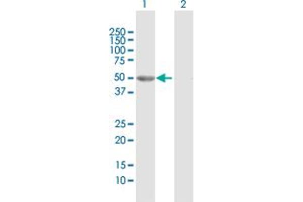 GALK2 antibody  (AA 1-458)
